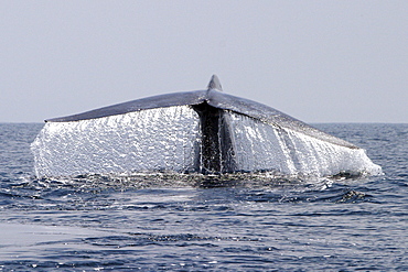 Blue Whale (Balaenoptera musculus) fluke-up dive in the offshore waters of Santa Monica Bay, California, USA.