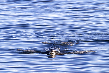 Adult Bryde's whale (Balaenoptera edeni) surface skim feeding on euphausids off Isla del Carmen, Gulf of California (Sea of Cortez), Baja California Sur, Mexico