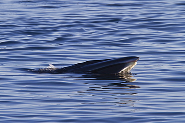 Adult Bryde's whale (Balaenoptera edeni) surface skim feeding on euphausids off Isla del Carmen, Gulf of California (Sea of Cortez), Baja California Sur, Mexico