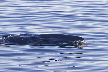 Adult Bryde's whale (Balaenoptera edeni) surface skim feeding on euphausids off Isla del Carmen, Gulf of California (Sea of Cortez), Baja California Sur, Mexico