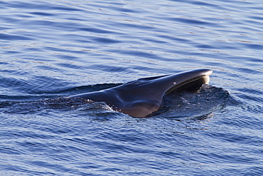 Adult Bryde's whale (Balaenoptera edeni) surface skim feeding on euphausids off Isla del Carmen, Gulf of California (Sea of Cortez), Baja California Sur, Mexico