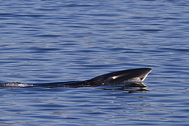 Adult Bryde's whale (Balaenoptera edeni) surface skim feeding on euphausids off Isla del Carmen, Gulf of California (Sea of Cortez), Baja California Sur, Mexico