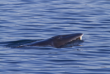 Adult Bryde's whale (Balaenoptera edeni) surface skim feeding on euphausids off Isla del Carmen, Gulf of California (Sea of Cortez), Baja California Sur, Mexico