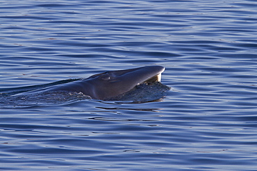 Adult Bryde's whale (Balaenoptera edeni) surface skim feeding on euphausids off Isla del Carmen, Gulf of California (Sea of Cortez), Baja California Sur, Mexico