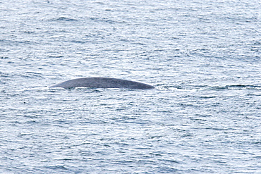 A very rare sighting of an adult blue Whale (Balaenoptera musculus) surfacing off the western side of Spitsbergen Island in the Svalbard Archipelago, Barents Sea, Norway.