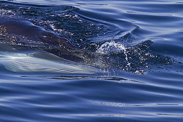 Adult Bryde's whale (Balaenoptera edeni) surface skim feeding on euphausids off Isla del Carmen, Gulf of California (Sea of Cortez), Baja California Sur, Mexico