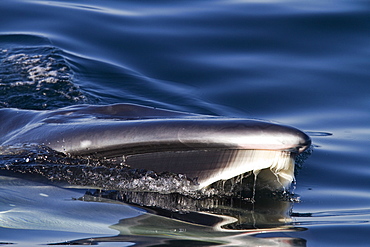 Adult Bryde's whale (Balaenoptera edeni) surface skim feeding on euphausids off Isla del Carmen, Gulf of California (Sea of Cortez), Baja California Sur, Mexico