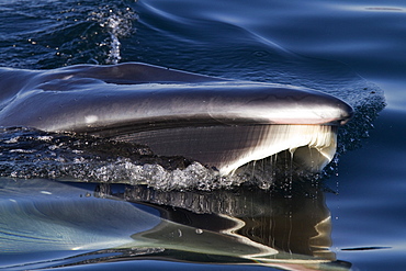 Adult Bryde's whale (Balaenoptera edeni) surface skim feeding on euphausids off Isla del Carmen, Gulf of California (Sea of Cortez), Baja California Sur, Mexico