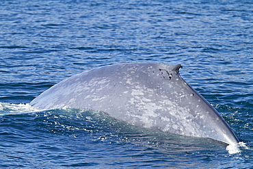 Adult blue whale (Balaenoptera musculus) surfacing in the southern Gulf of California (Sea of Cortez), Baja California Sur, Mexico