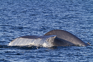 Adult blue whale (Balaenoptera musculus) surfacing in the southern Gulf of California (Sea of Cortez), Baja California Sur, Mexico