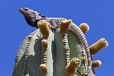 San Esteban spiny-tailed iguana (Ctenosaura conspicuosa), an endemic iguana found only on Isla San Esteban in the Gulf of California (Sea of Cortez), Mexico