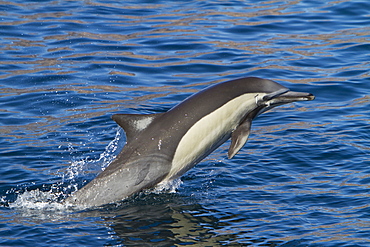 Long-beaked common dolphin pod (Delphinus capensis) encountered in the southern Gulf of California (Sea of Cortez), Baja California Sur, Mexico