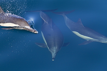 Long-beaked common dolphin pod (Delphinus capensis) encountered in the southern Gulf of California (Sea of Cortez), Baja California Sur, Mexico