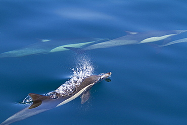 Long-beaked common dolphin pod (Delphinus capensis) encountered in the southern Gulf of California (Sea of Cortez), Baja California Sur, Mexico