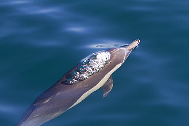 Long-beaked common dolphin pod (Delphinus capensis) encountered in the southern Gulf of California (Sea of Cortez), Baja California Sur, Mexico