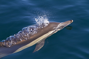 Long-beaked common dolphin pod (Delphinus capensis) encountered in the southern Gulf of California (Sea of Cortez), Baja California Sur, Mexico