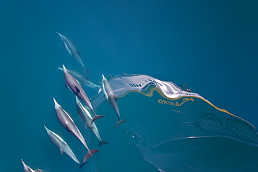 Long-beaked common dolphin pod (Delphinus capensis) bow riding the National Geographic Sea Bird, southern Gulf of California (Sea of Cortez), Baja California Sur, Mexico