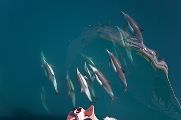 Long-beaked common dolphin pod (Delphinus capensis) bow riding the National Geographic Sea Bird, southern Gulf of California (Sea of Cortez), Baja California Sur, Mexico