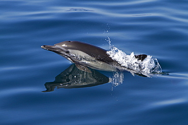 Long-beaked common dolphin pod (Delphinus capensis) encountered in the southern Gulf of California (Sea of Cortez), Baja California Sur, Mexico