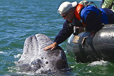 California gray whale (Eschrichtius robustus) calf with excited whale watchers in San Ignacio Lagoon, Baja California Sur, Mexico