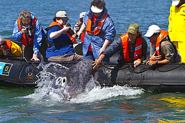 California gray whale (Eschrichtius robustus) calf with excited whale watchers in San Ignacio Lagoon, Baja California Sur, Mexico