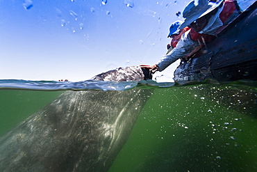 California gray whale (Eschrichtius robustus) calf with excited whale watchers in San Ignacio Lagoon on the Pacific side of the Baja Peninsula, Baja California Sur, Mexico