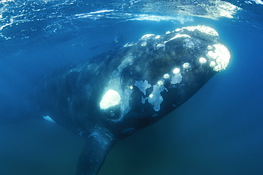 Curious Southern Right Whale (Eubalaena australis) approaching underwater in Golfo Nuevo, Patagonia, Southern Argentina. South Atlantic Ocean.