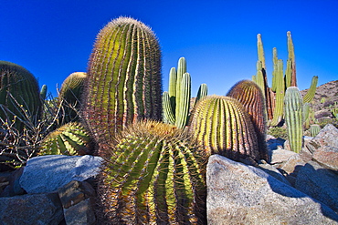 The endemic giant barrel cactus (Ferocactus diguetii) on Isla Santa Catalina in the lower Gulf of California (Sea of Cortez), Baja California, Mexico