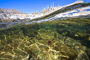 Where the desert meets the sea at Isla Santa Catalina in the Gulf of California (Sea of Cortez), Baja California Sur, Mexico