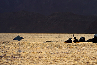 An adult spinetail mobula (Mobula japanica) leaping from the calm waters off Isla Danzante in the Gulf of California (Sea of Cortez), Baja California, Mexico.