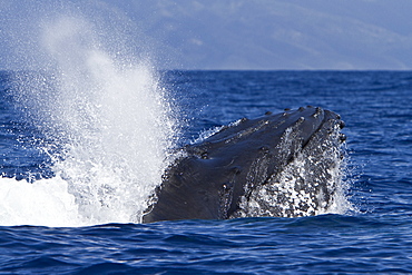 Adult male humpback whale (Megaptera novaeangliae) head-lunging in the AuAu Channel between the islands of Maui and Lanai, Hawaii, USA, Pacific Ocean