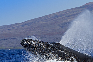 Adult male humpback whale (Megaptera novaeangliae) head-lunging in the AuAu Channel between the islands of Maui and Lanai, Hawaii, USA, Pacific Ocean