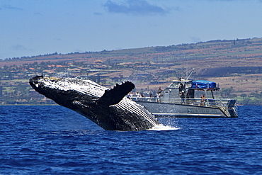 Adult humpback whale (Megaptera novaeangliae) breaching near commercial whale watching boat in the AuAu Channel between the islands of Maui and Lanai, Hawaii, USA, Pacific Ocean