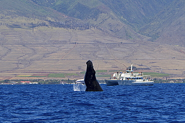 Adult humpback whale (Megaptera novaeangliae) breaching near commercial whale watching boat in the AuAu Channel between the islands of Maui and Lanai, Hawaii, USA, Pacific Ocean