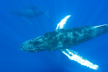 A curious cow calf and escort humpback whale (Megaptera novaeangliae) approach the boat underwater in the AuAu Channel, Hawaii, USA, Pacific Ocean