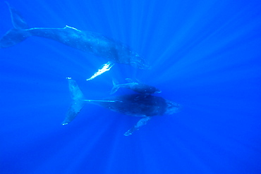 A curious cow calf and escort humpback whale (Megaptera novaeangliae) approach the boat underwater in the AuAu Channel, Hawaii, USA, Pacific Ocean