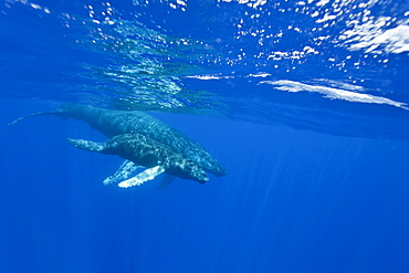 A curious mother and calf humpback whale (Megaptera novaeangliae) approach the boat underwater in the AuAu Channel, Hawaii, USA, Pacific Ocean