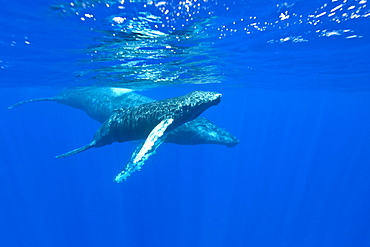 A curious mother and calf humpback whale (Megaptera novaeangliae) approach the boat underwater in the AuAu Channel, Hawaii, USA, Pacific Ocean