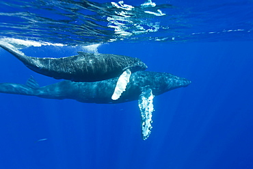 A curious mother and calf humpback whale (Megaptera novaeangliae) approach the boat underwater in the AuAu Channel, Hawaii, USA, Pacific Ocean