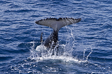 A pod of 15 to 20 killer whales (Orcinus orca) off Cabo Corso at 248 37.9?N  1128 13.1?W Baja California Sur, Mexico, Pacific Ocean