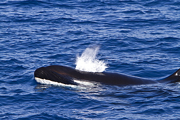 A pod of 15 to 20 killer whales (Orcinus orca) off Cabo Corso at 248 37.9?N  1128 13.1?W Baja California Sur, Mexico, Pacific Ocean