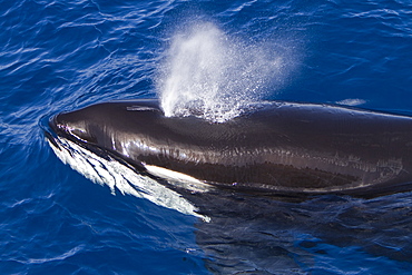 A pod of 15 to 20 killer whales (Orcinus orca) off Cabo Corso at 24ï¿½Ã¯ï¿½Â¿ï¿½Â½ï¿½Ãƒï¿½Â¸ 37.9?N  112ï¿½Ã¯ï¿½Â¿ï¿½Â½ï¿½Ãƒï¿½Â¸ 13.1?W Baja California Sur, Mexico, Pacific Ocean