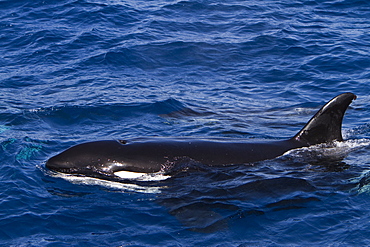 A pod of 15 to 20 killer whales (Orcinus orca) off Cabo Corso at 24ï¿½Ã¯ï¿½Â¿ï¿½Â½ï¿½Ãƒï¿½Â¸ 37.9?N  112ï¿½Ã¯ï¿½Â¿ï¿½Â½ï¿½Ãƒï¿½Â¸ 13.1?W Baja California Sur, Mexico, Pacific Ocean