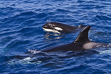 A pod of 15 to 20 killer whales (Orcinus orca) off Cabo Corso, Baja California Sur, Mexico, Pacific Ocean