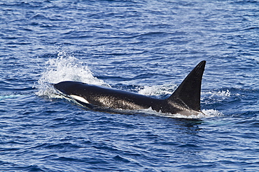 A pod of 15 to 20 killer whales (Orcinus orca) off Cabo Corso at 24ï¿½Ã¯ï¿½Â¿ï¿½Â½ï¿½Ãƒï¿½Â¸ 37.9?N  112ï¿½Ã¯ï¿½Â¿ï¿½Â½ï¿½Ãƒï¿½Â¸ 13.1?W Baja California Sur, Mexico, Pacific Ocean