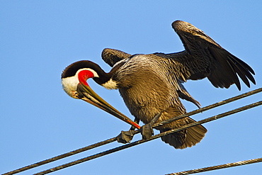 Adult brown pelican (Pelecanus occidentalis) gathering at the docks in the fishing town of San Carlos on the Pacific side of  Baja California Norte, Mexico, Pacific Ocean.