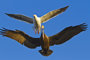 Adult brown pelican (Pelecanus occidentalis) in flight with gull at the docks in the fishing town of San Carlos on the Pacific side of  Baja California Norte, Mexico, Pacific Ocean.