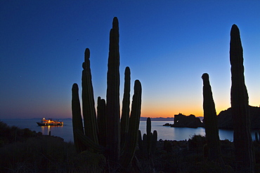 Cardon cactus (pachycereus pringlei) being "painted" with light at night on Isla Catalina in the lower Gulf of California (Sea of Cortez), Baja California, Mexico