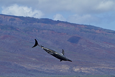 Hawaiian Spinner Dolphin (Stenella longirostris) spinning, possibly to dislodge attached remoras, Lanai, Hawaii, USA, Pacific Ocean