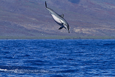 Hawaiian Spinner Dolphin (Stenella longirostris) spinning, possibly to dislodge attached remoras, Lanai, Hawaii, USA, Pacific Ocean